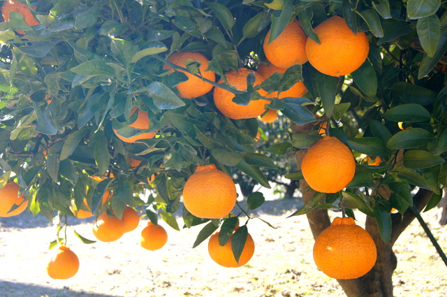 柑橘類（交雑品種）の育て方