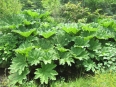 pixta_gunnera