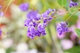 pixta_hadenbergia