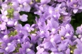 pixta_nemesia