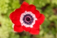 pixta_anemone