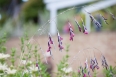 pixta_dierama