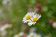 pixta_erigeron