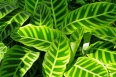 pixta_maranta