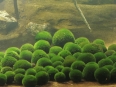 pixta_marimo