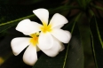 Plumeria,white flower.