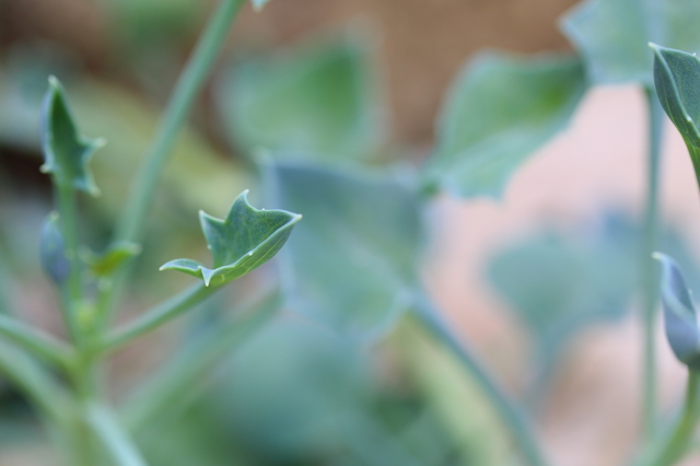 セネシオ（多肉植物）の育て方