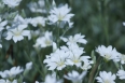 pixta_serastium