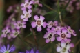 pixta_waxflower